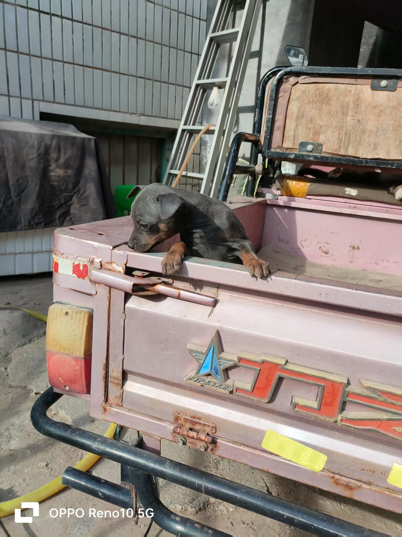 小鹿犬